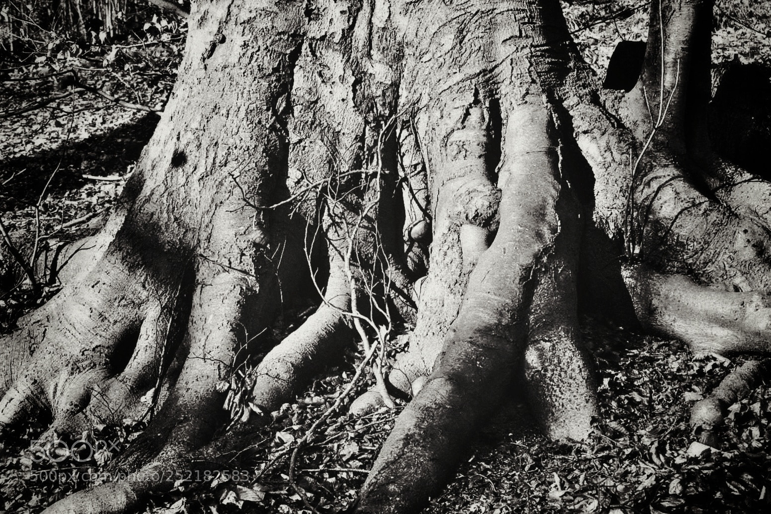 Olympus OM-D E-M10 III sample photo. Tree photography