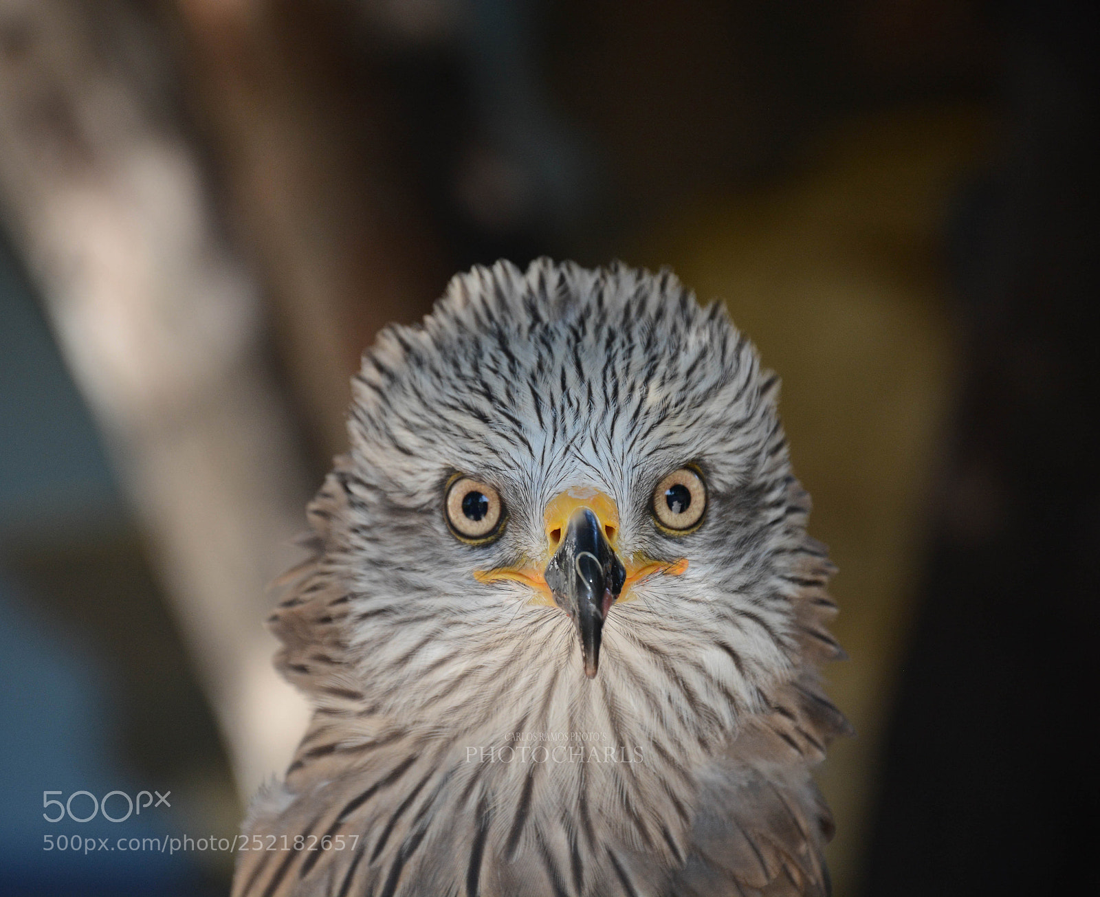 Nikon D7100 sample photo. Yellow eyes photography