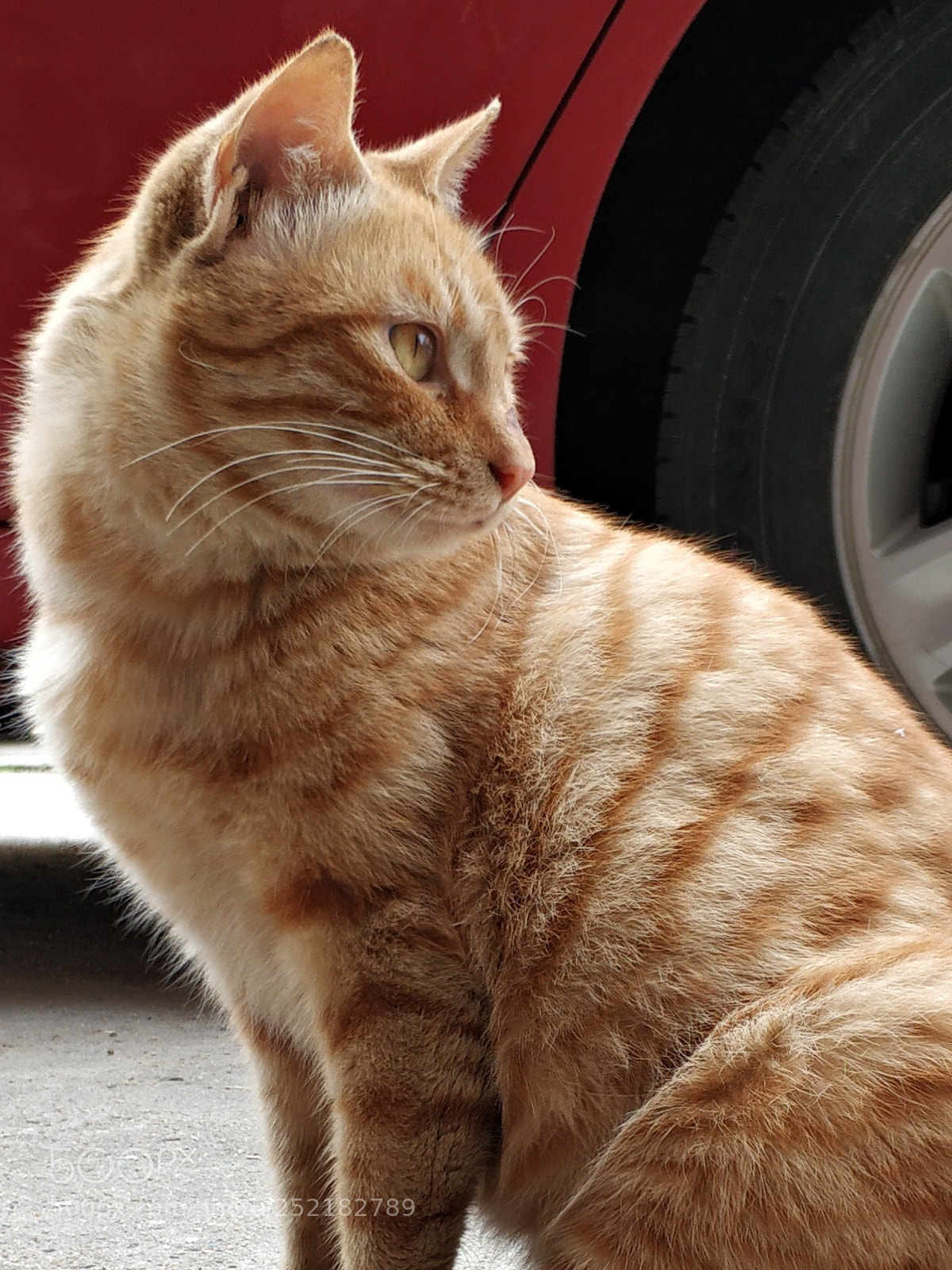 Xiaomi Mi Note 3 sample photo. Cat photography