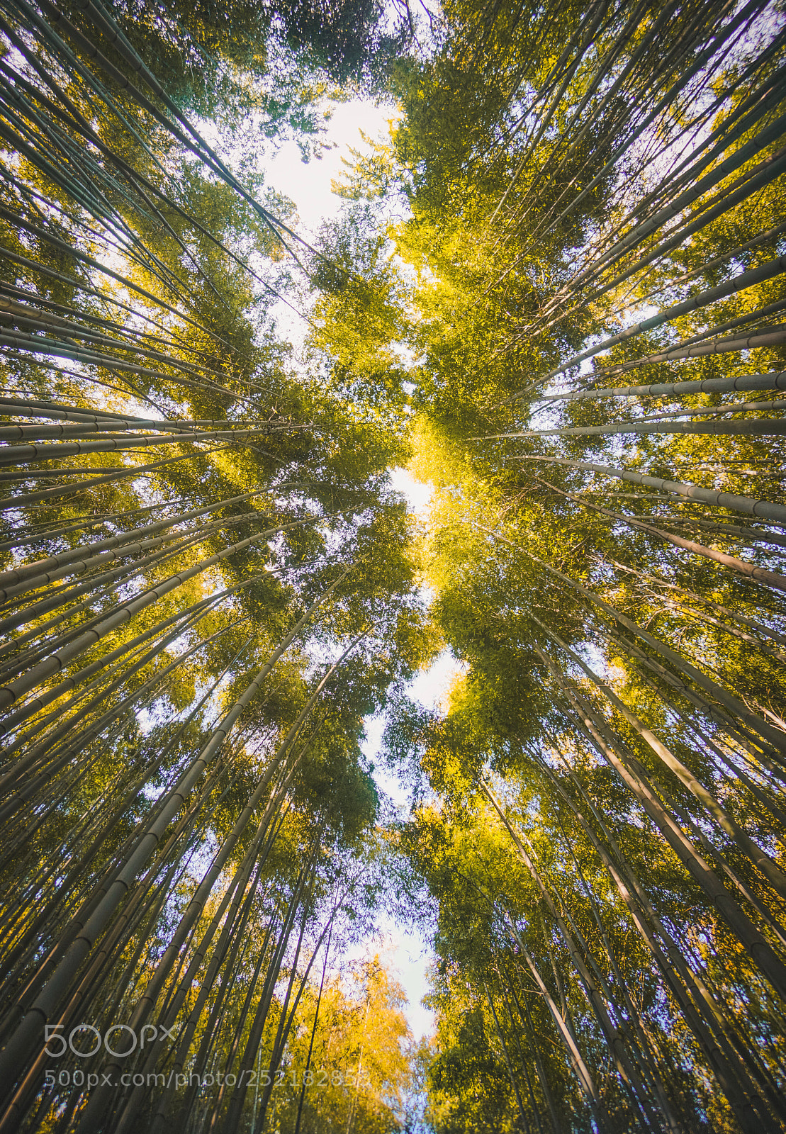 Sony a7R II sample photo. Arashiyama bamboo forest kyoto photography
