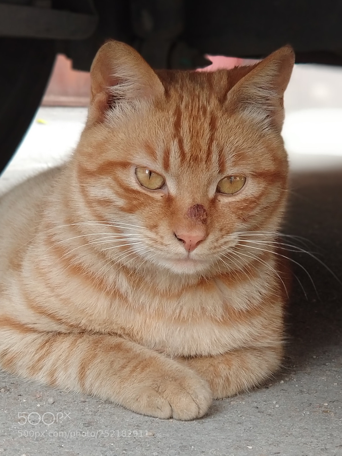 Xiaomi Mi Note 3 sample photo. Cat photography