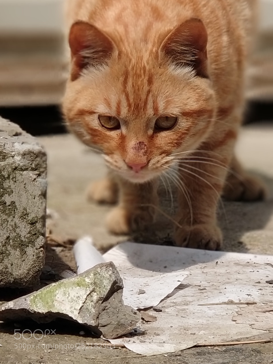 Xiaomi Mi Note 3 sample photo. Cat photography