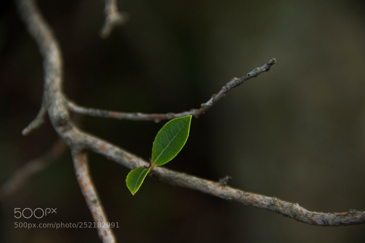 Canon EOS 60D sample photo. An alone leaf photography
