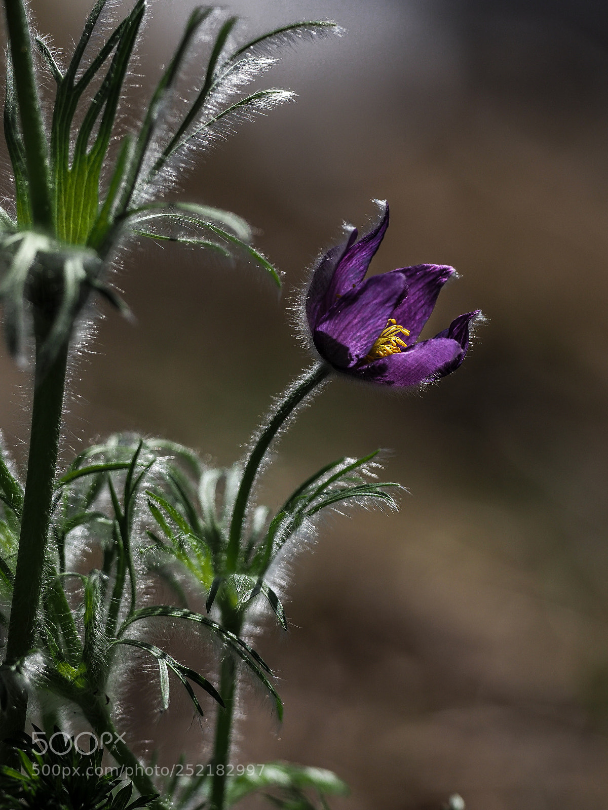 Olympus OM-D E-M1 Mark II sample photo. Pulsatilla vulgaris photography
