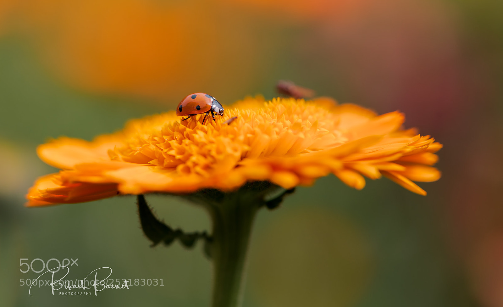 Canon EOS-1D X Mark II sample photo. Lady bug photography