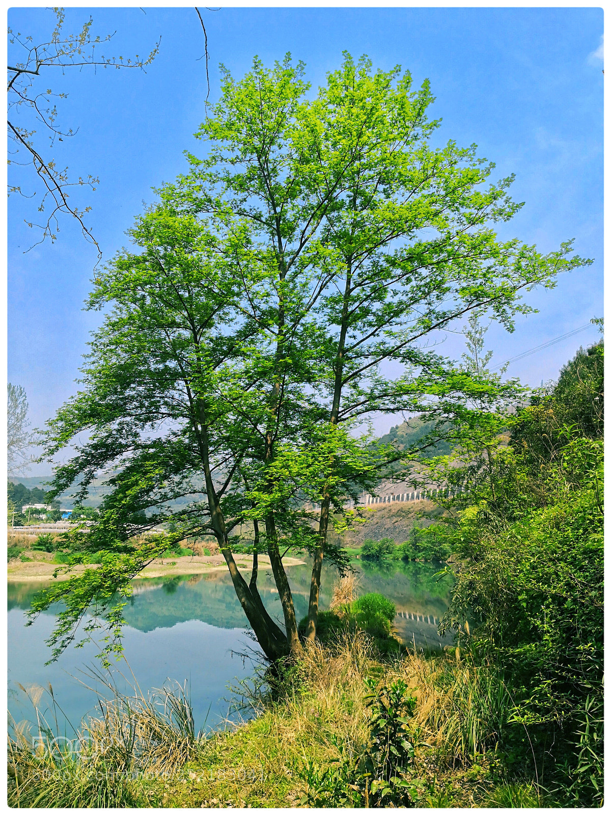 HUAWEI Mate 10 sample photo. 河边的三棵春柳 photography