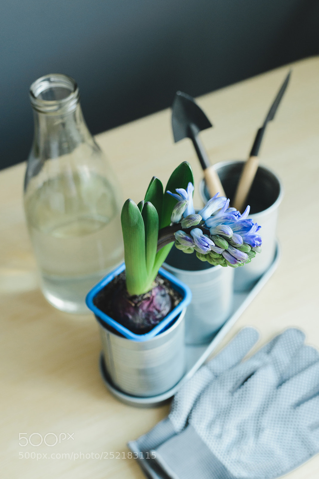 Nikon D600 sample photo. Hyacinth mix plant and photography
