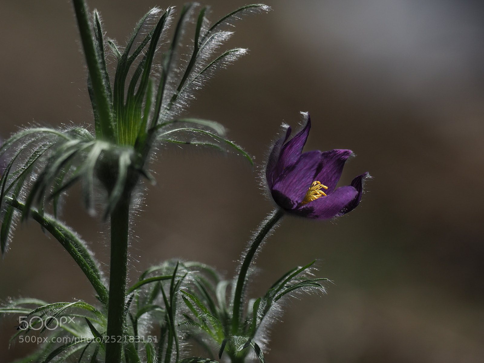 Olympus OM-D E-M1 Mark II sample photo. Pulsatilla vulgaris photography