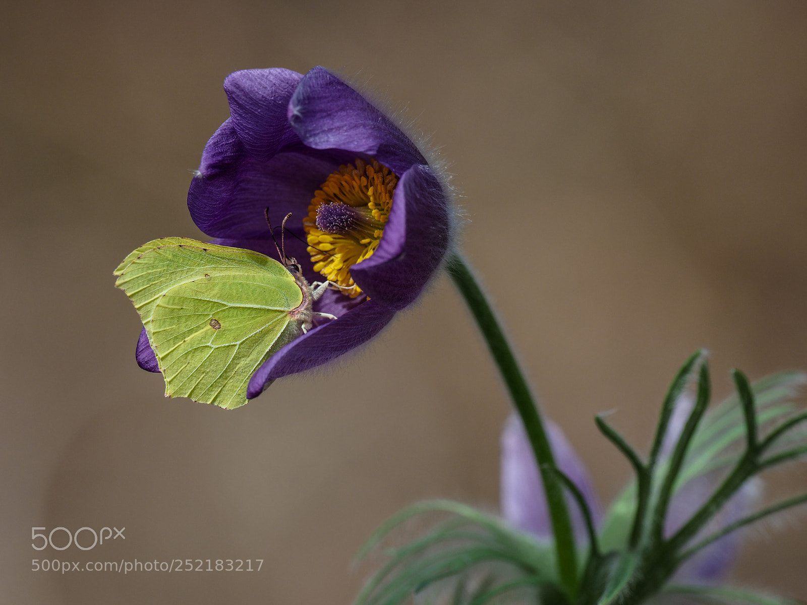Olympus OM-D E-M1 Mark II sample photo. Pulsatilla vulgaris photography