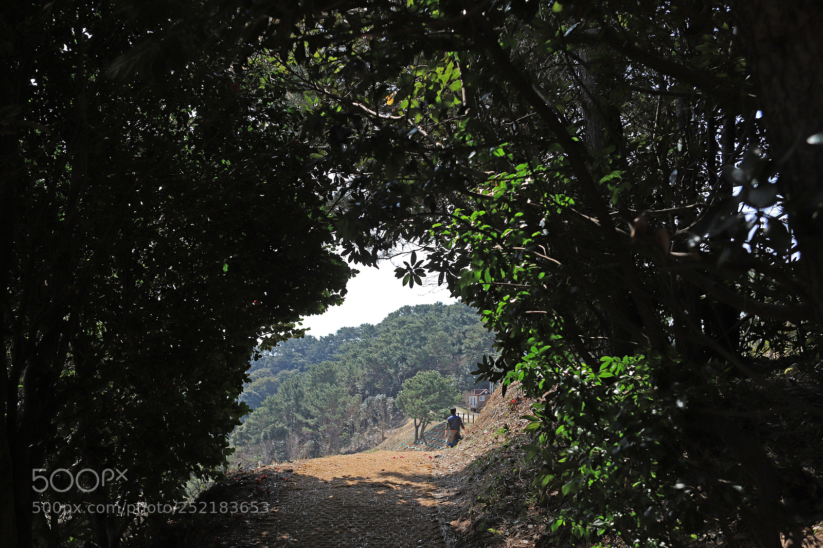 Canon EOS 6D Mark II sample photo. Tunner a forest photography