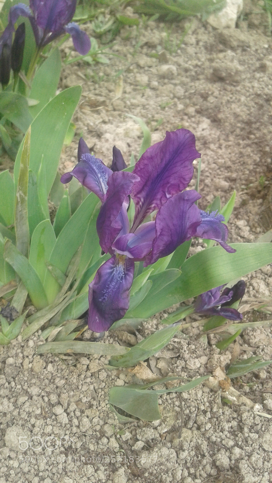 Samsung Galaxy J1 sample photo. Untitled photography