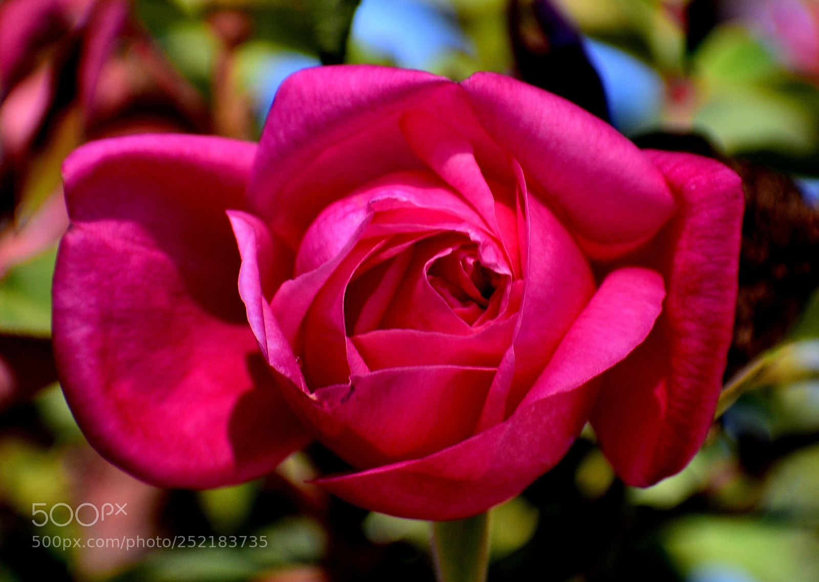 Nikon D7200 sample photo. Red rose in the photography