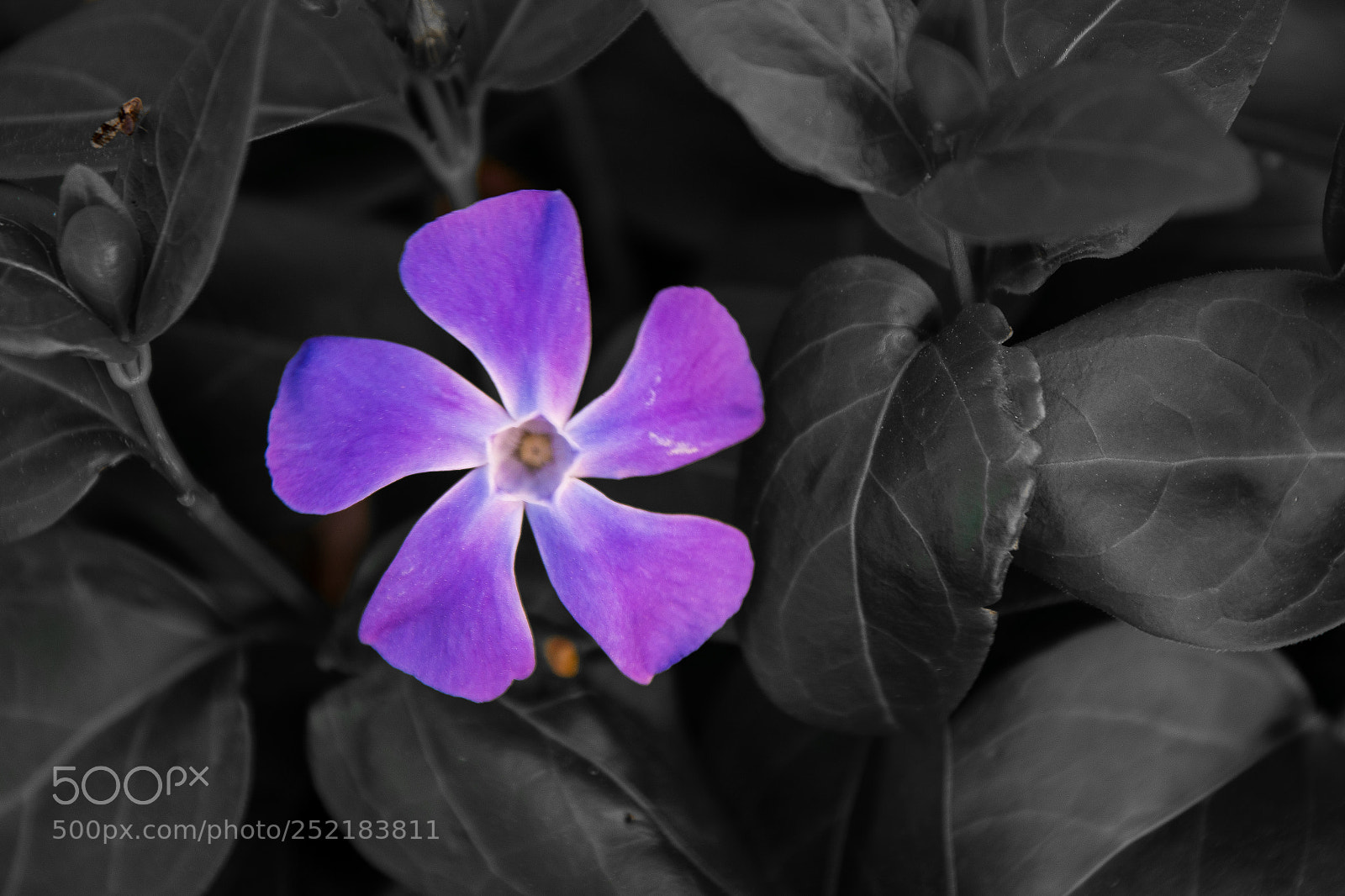 Canon EOS 70D sample photo. The solitaire photography