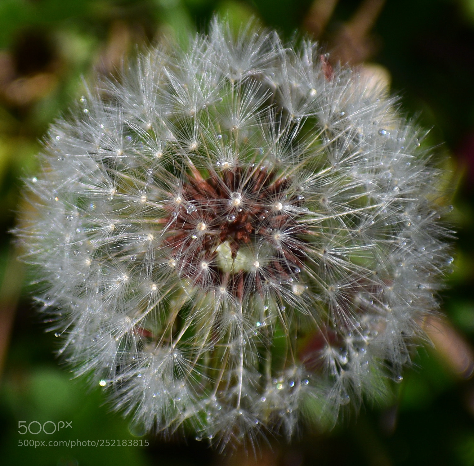 Nikon D7200 sample photo. White puffball flower photography