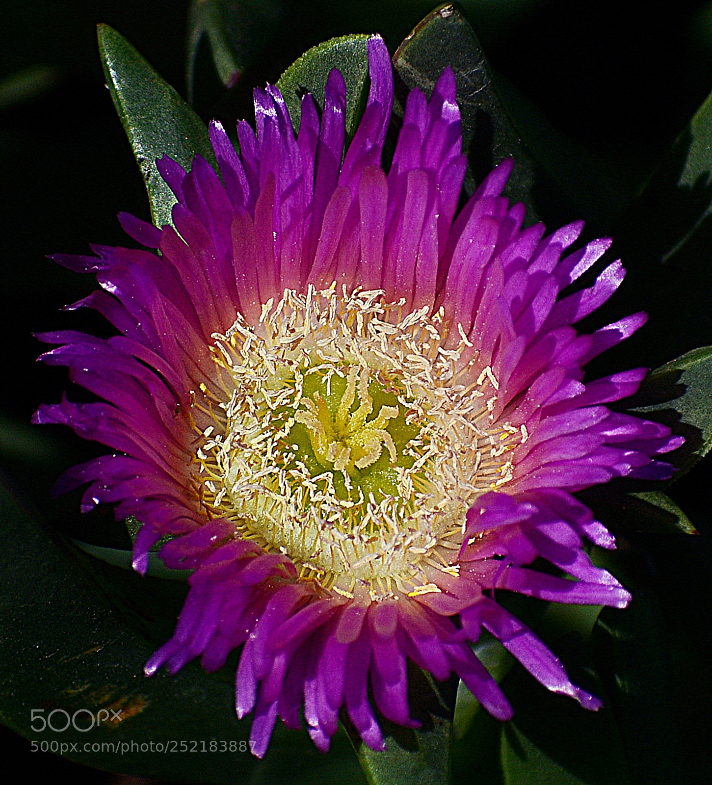 Nikon D7200 sample photo. A purple dandelion flower photography
