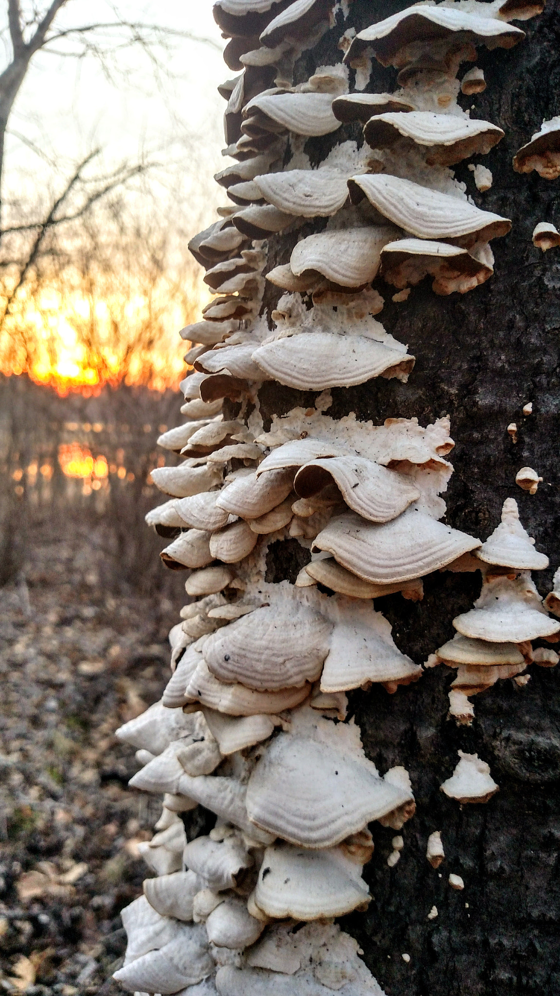 Motorola Droid Turbo sample photo. Mushrooms photography
