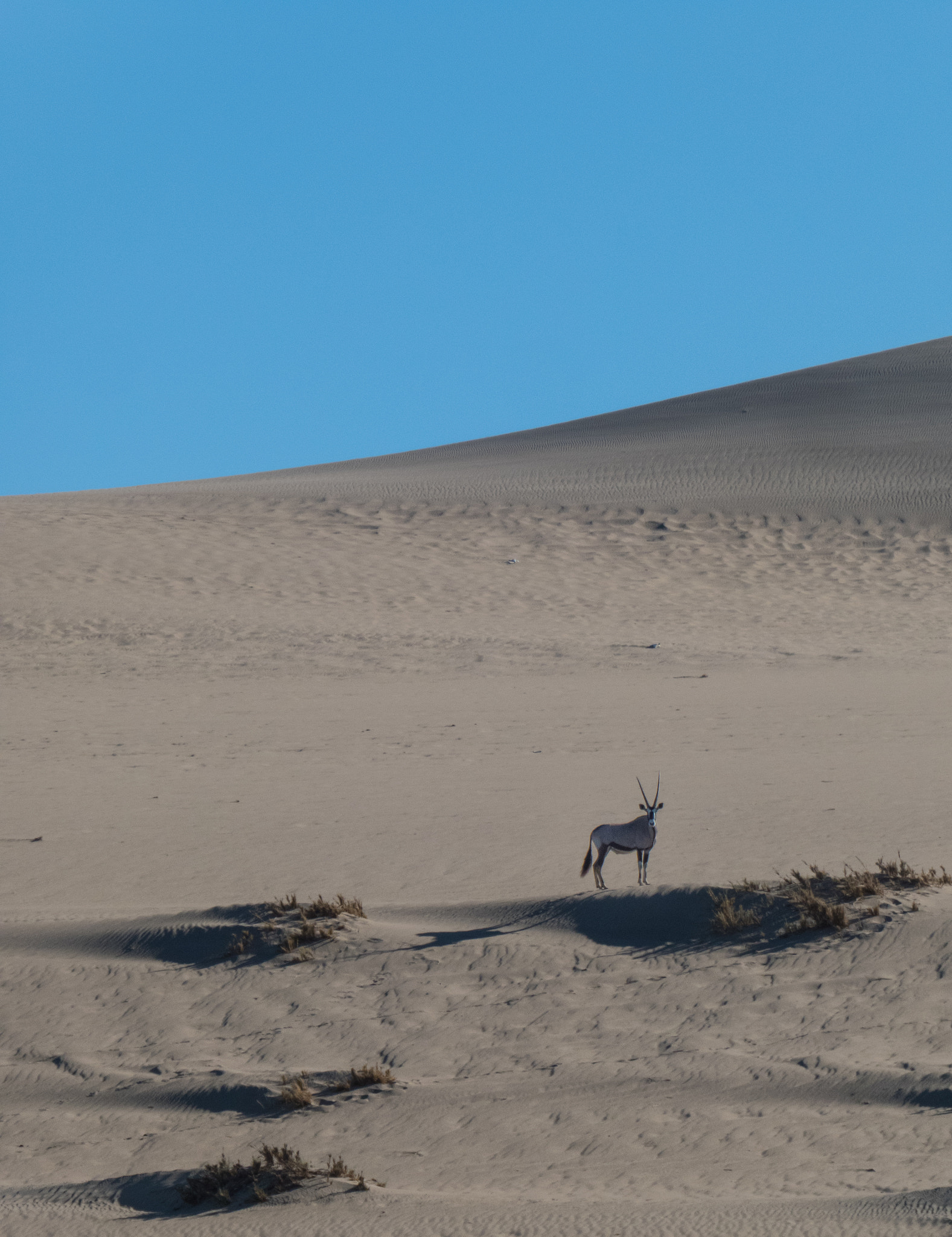 Panasonic Lumix DMC-ZS60 (Lumix DMC-TZ80) sample photo. Gemsbok in the namibian desert photography