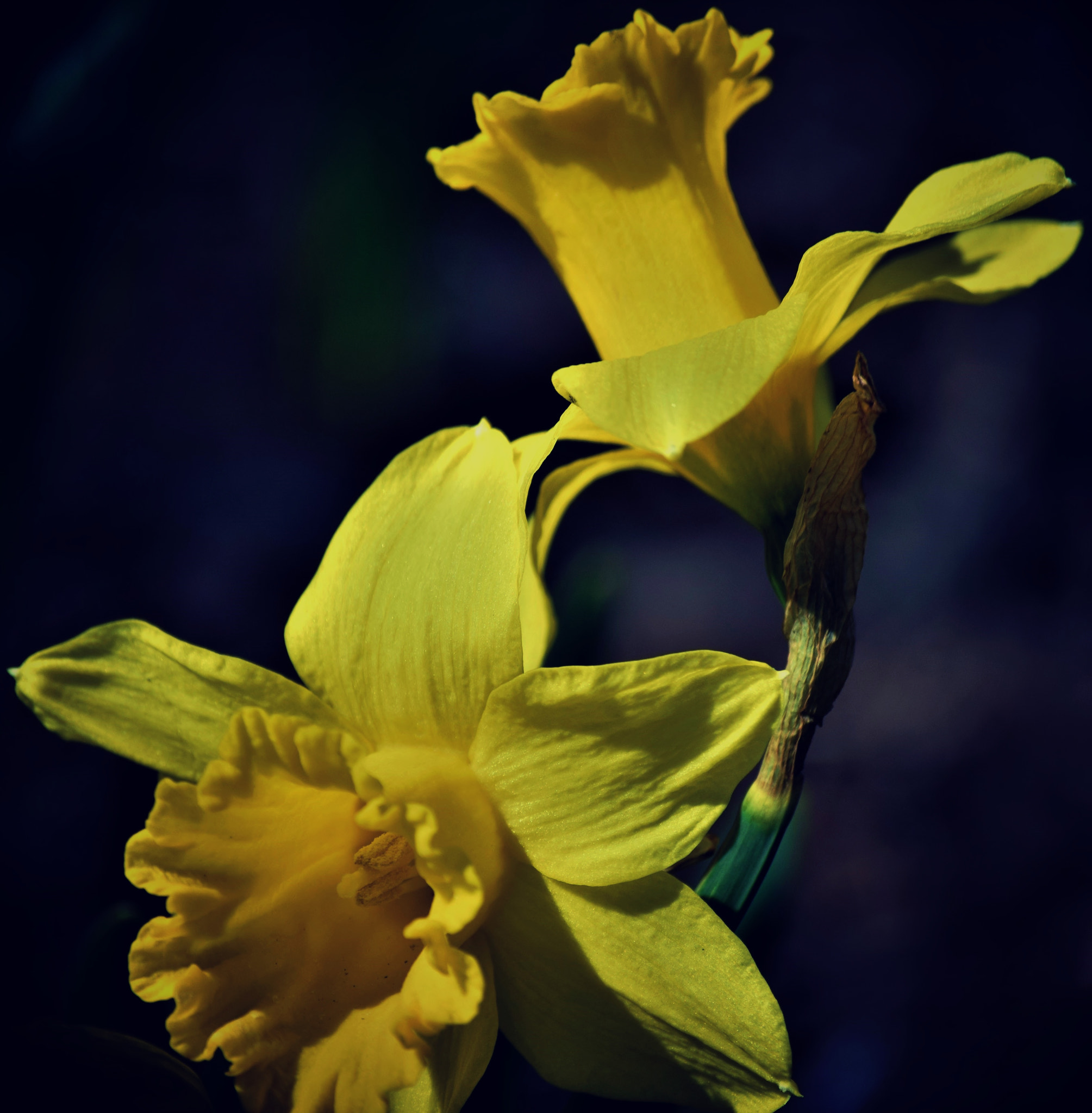 Nikon D5300 + Nikon AF-S DX Nikkor 55-200mm F4-5.6G VR sample photo. "a host of golden daffodils..." photography
