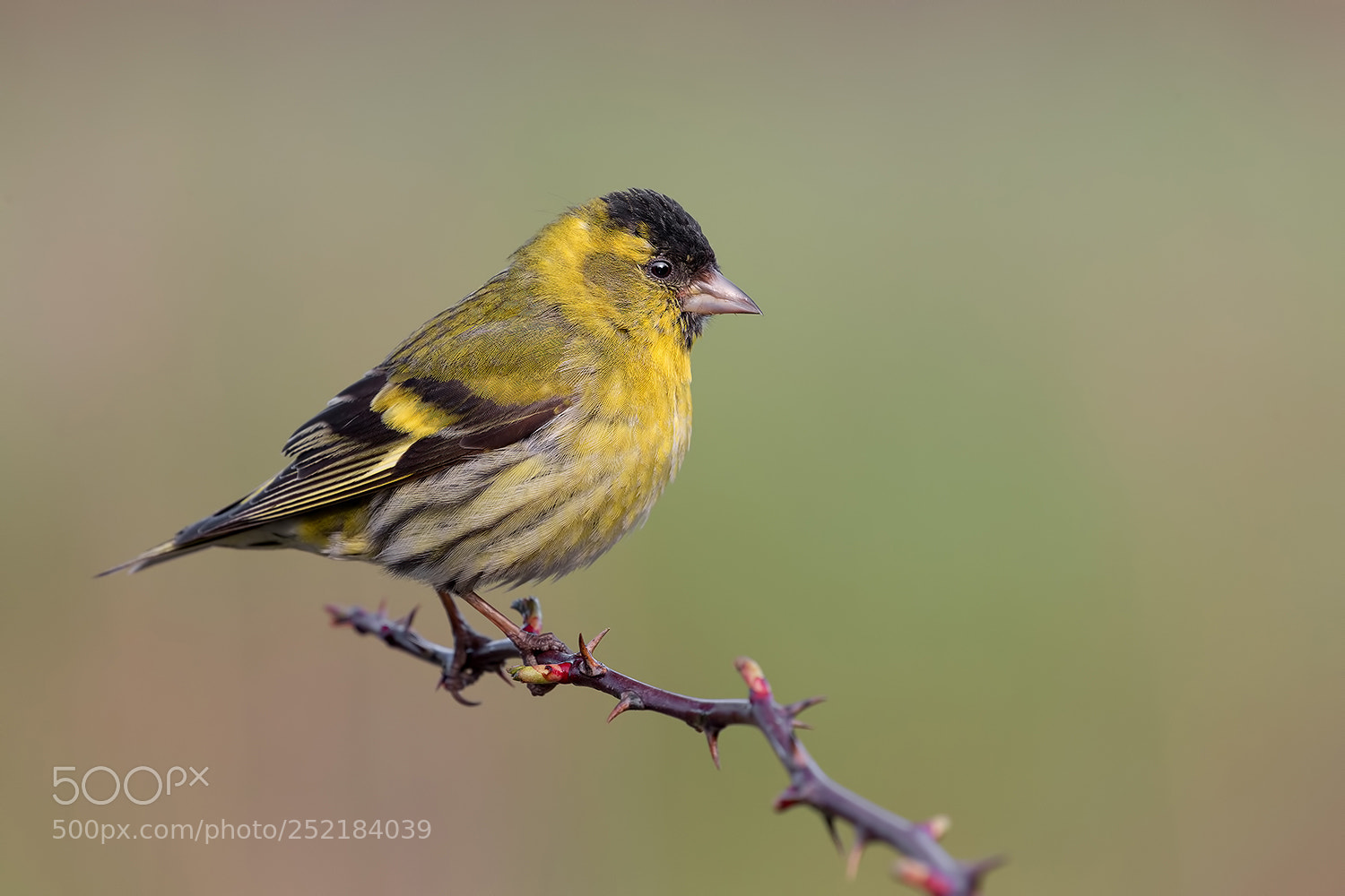 Canon EOS 5D Mark IV sample photo. Siskin portrait ! photography