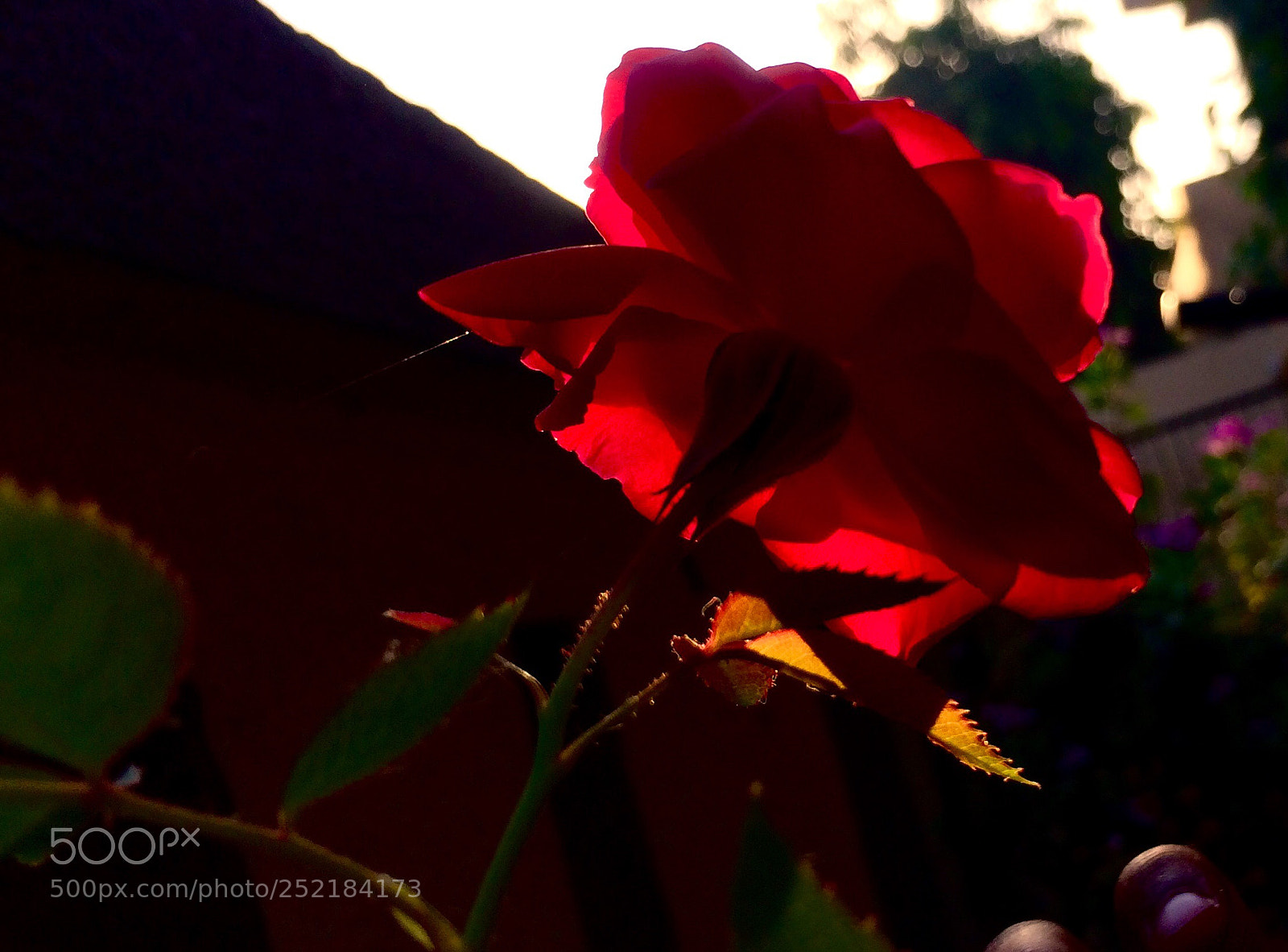 Apple iPhone 5s sample photo. Red morning photography