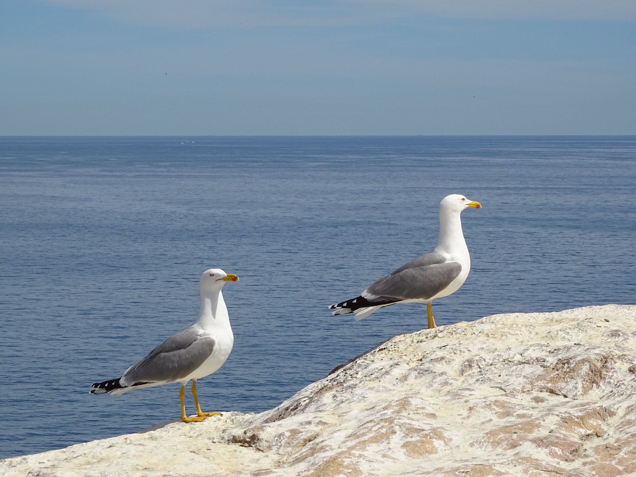 Sony Cyber-shot DSC-HX350 sample photo. Seagull  photography