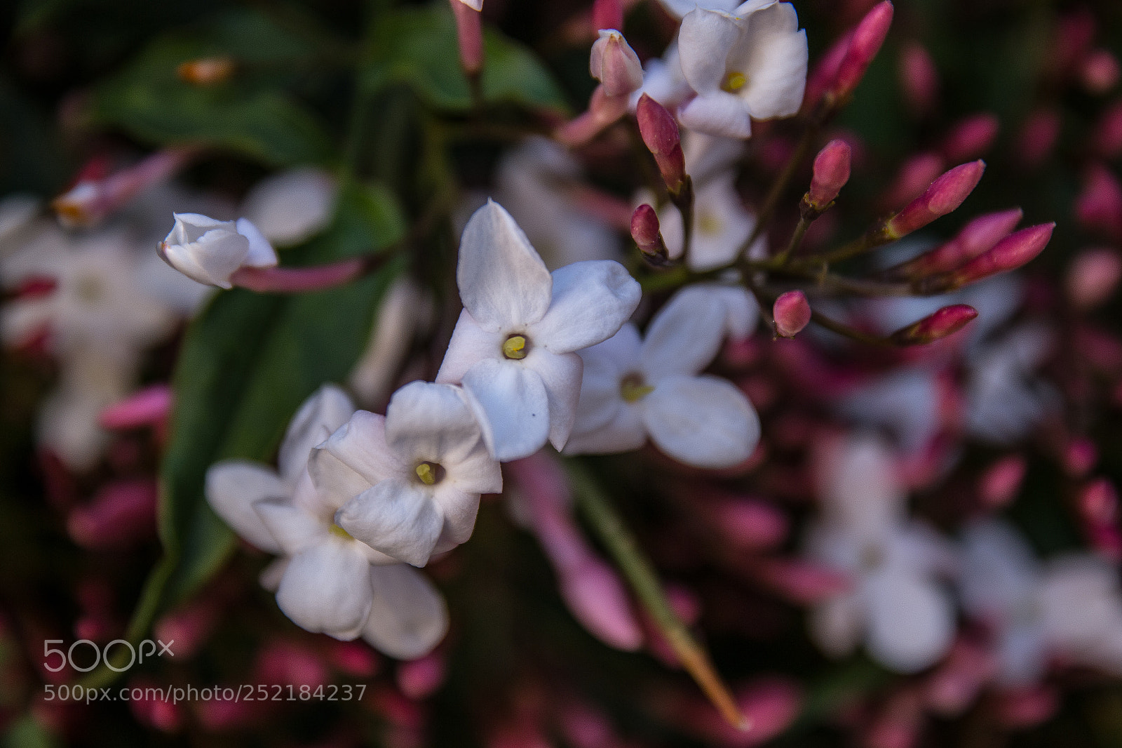 Canon EOS 70D sample photo. Full of flowers photography
