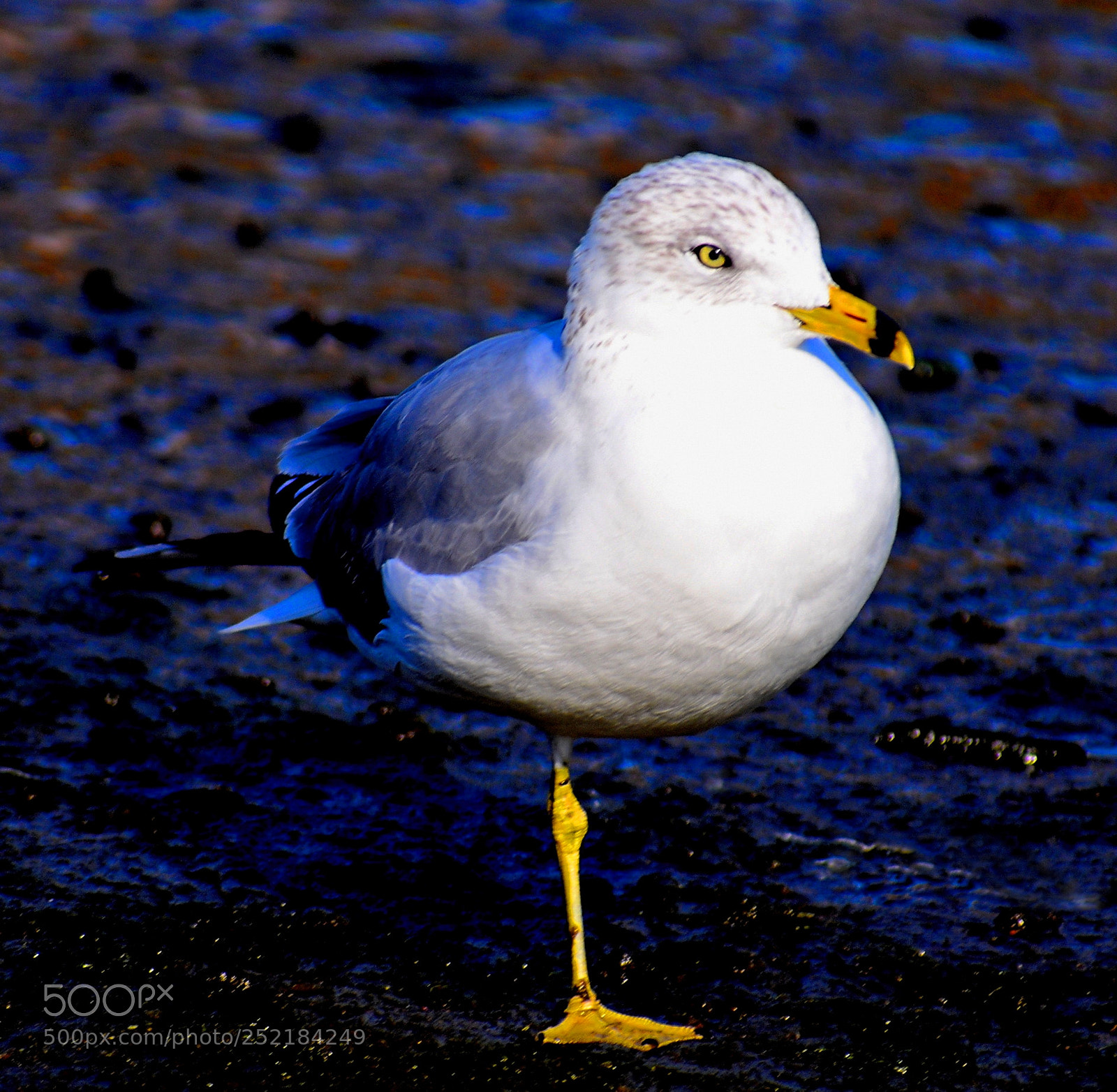 Nikon D7200 sample photo. A seagull on the photography