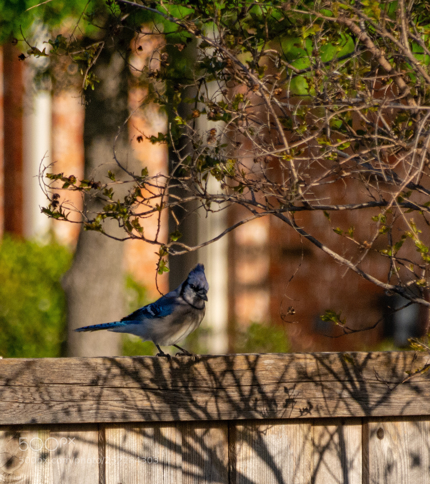 Nikon D7100 sample photo. Bluejay in the backyard 1 photography