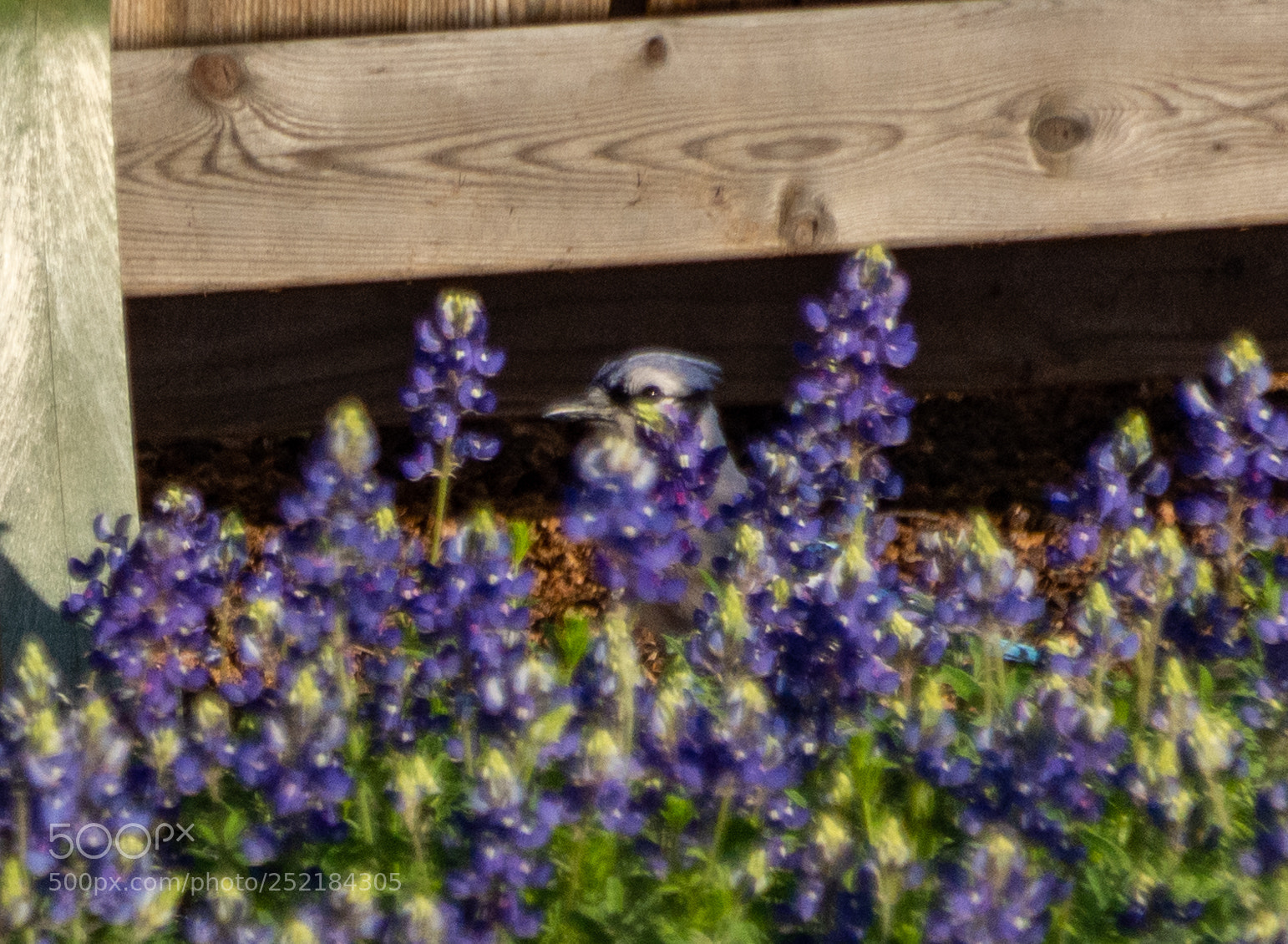 Nikon D7100 sample photo. Bluejay in the backyard 2 photography