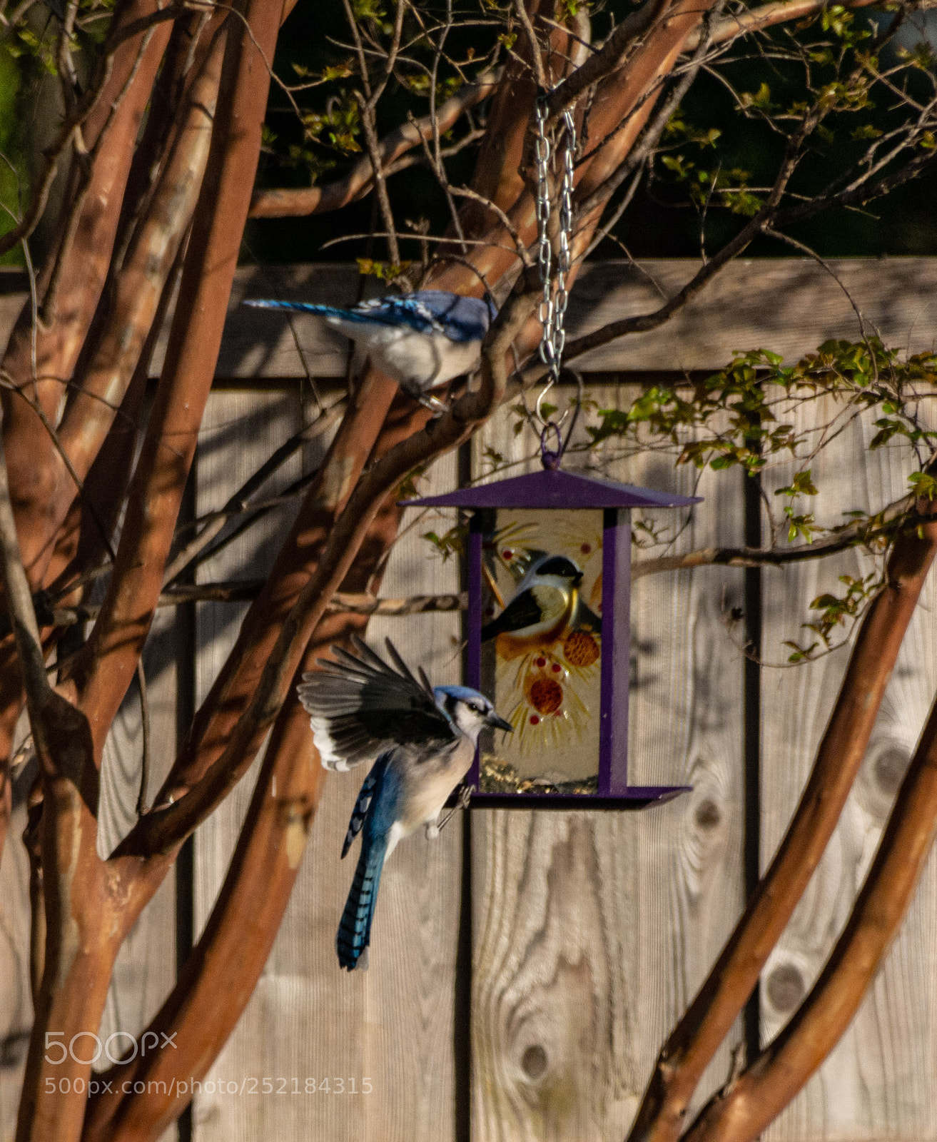 Nikon D7100 sample photo. Bluejay in the backyard 3 photography