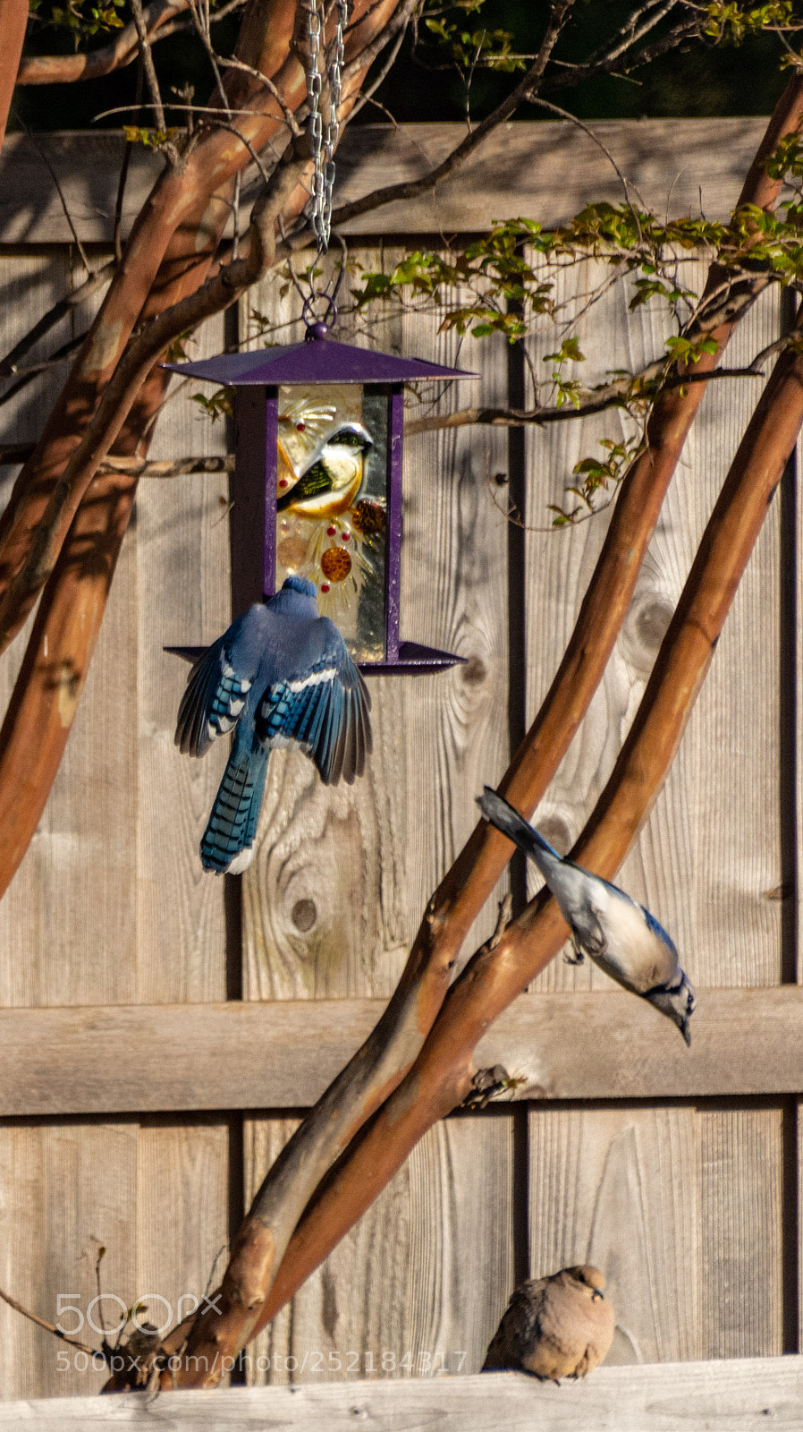 Nikon D7100 sample photo. Bluejay in the backyard 4 photography