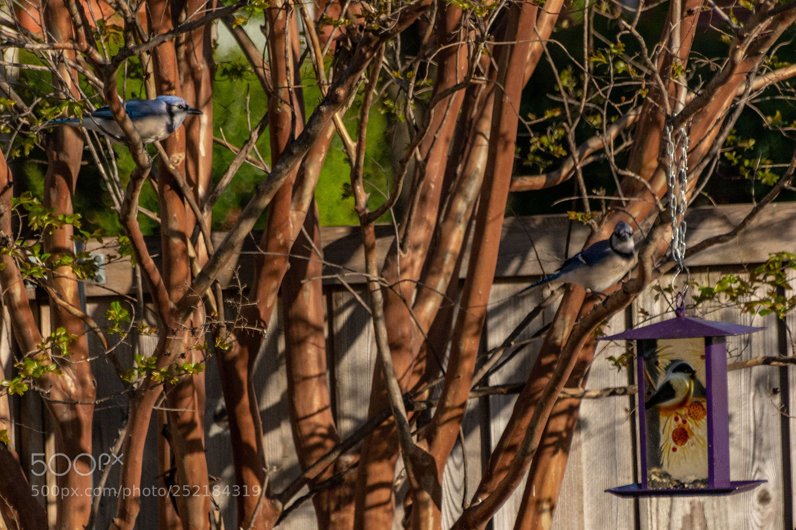 Nikon D7100 sample photo. Bluejay in the backyard 5 photography