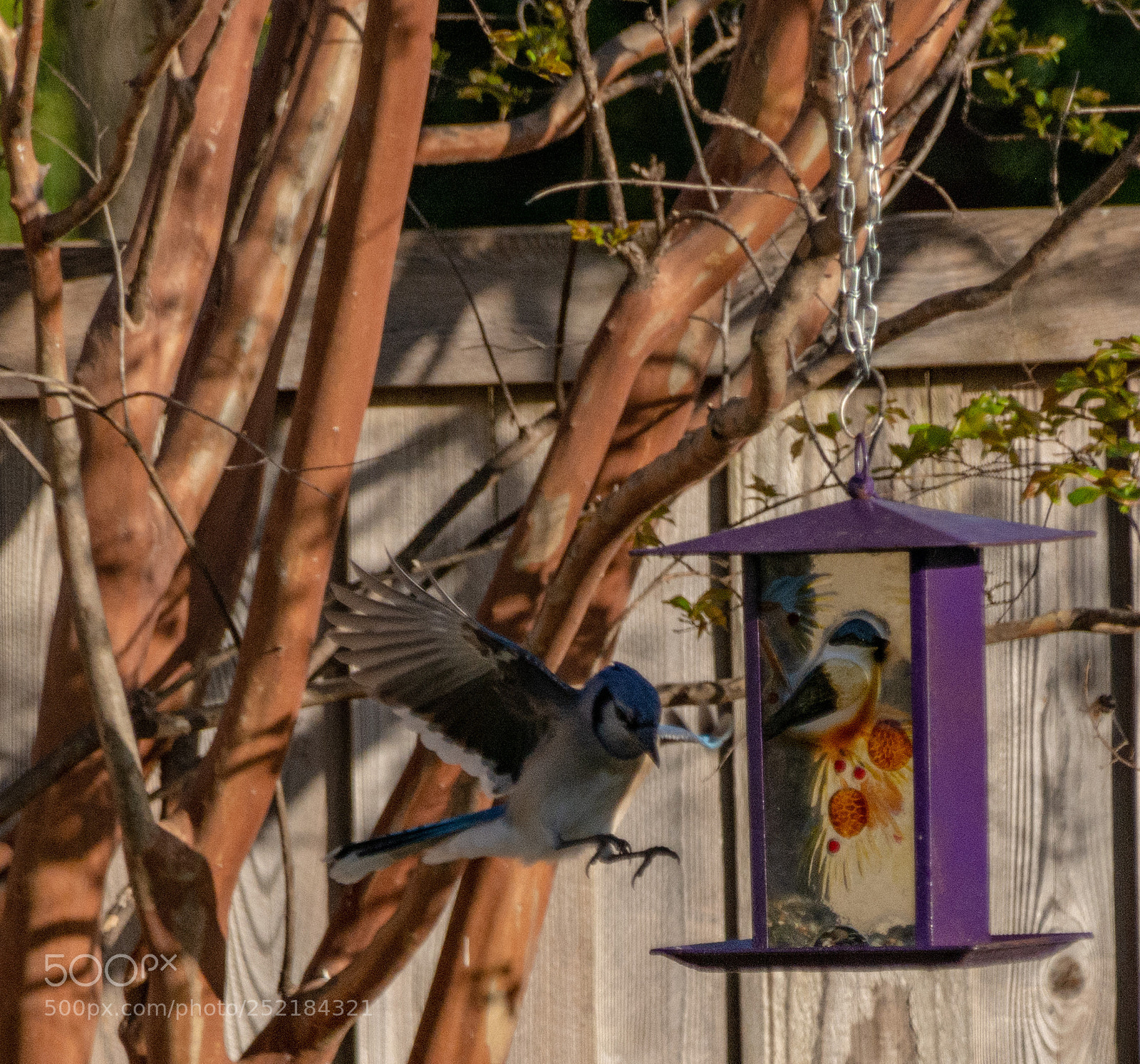 Nikon D7100 sample photo. Bluejay in the backyard 6 photography