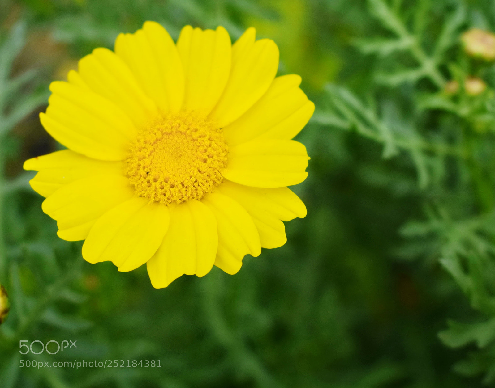 Nikon D5300 sample photo. Beauty rose photography
