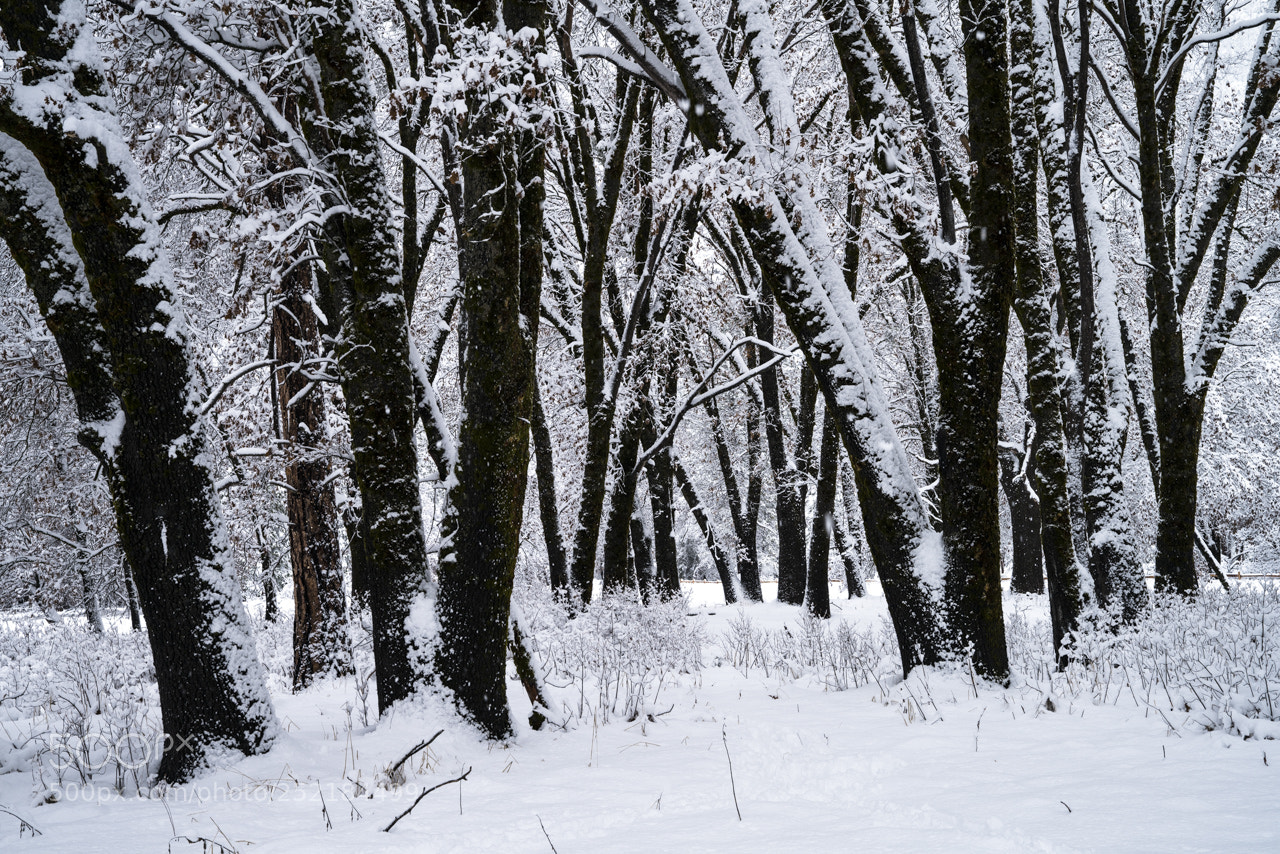 Sony a7R II sample photo. Black oaks and white photography