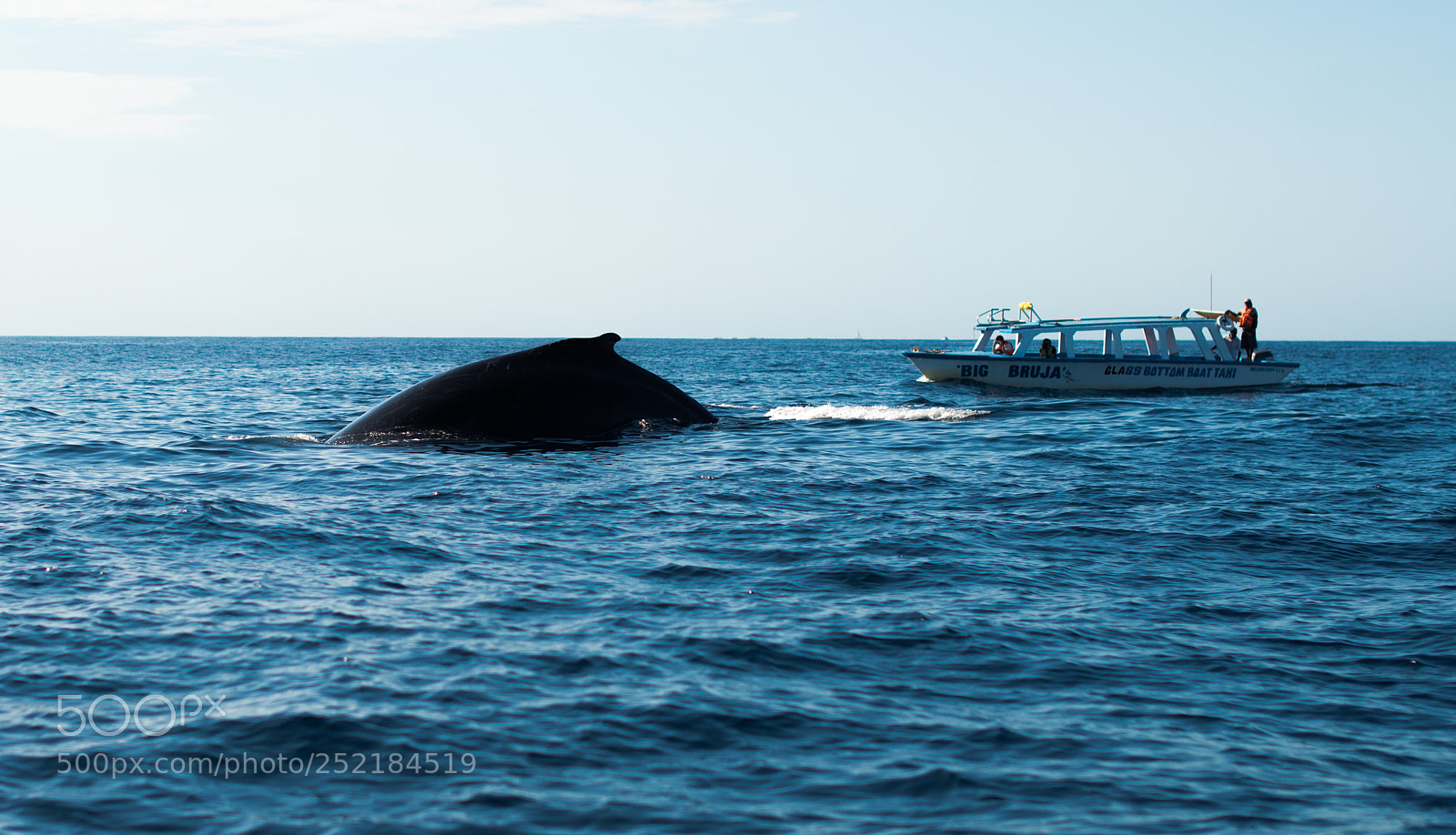 Nikon D800 sample photo. Whale photography