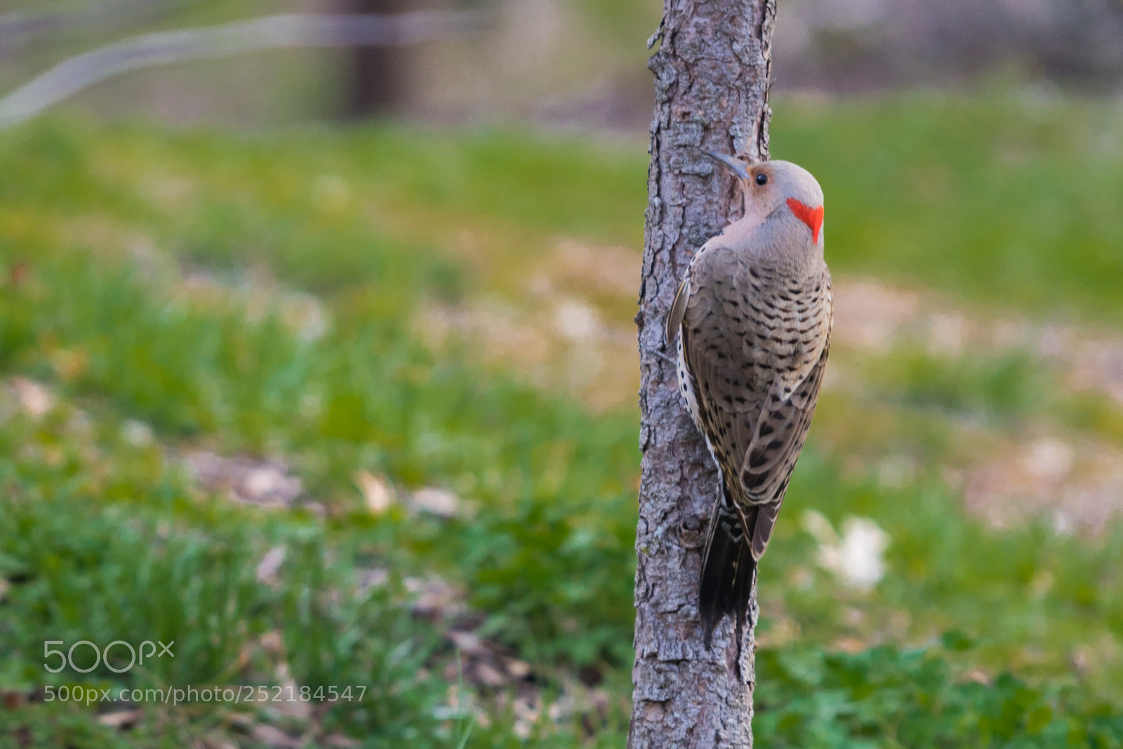 Canon EOS 80D sample photo. Img photography