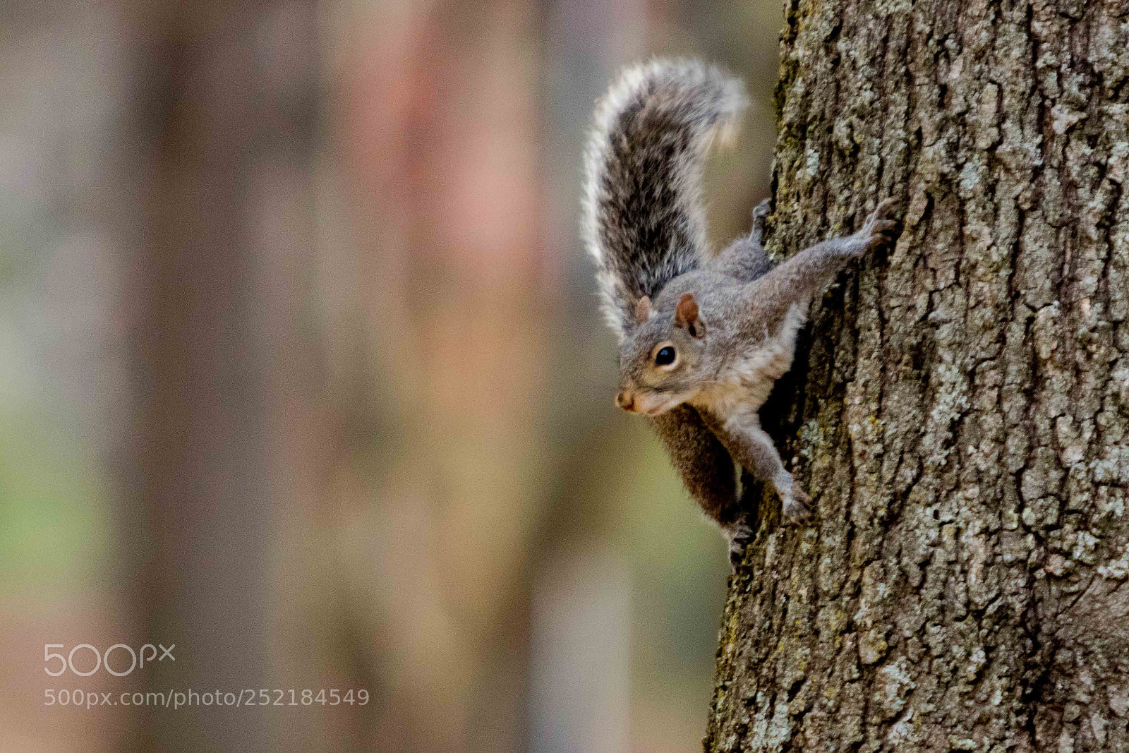 Canon EOS 80D sample photo. Spiderman squirrel photography
