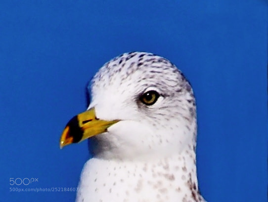 Nikon D7200 sample photo. Baby seagull portrait photography