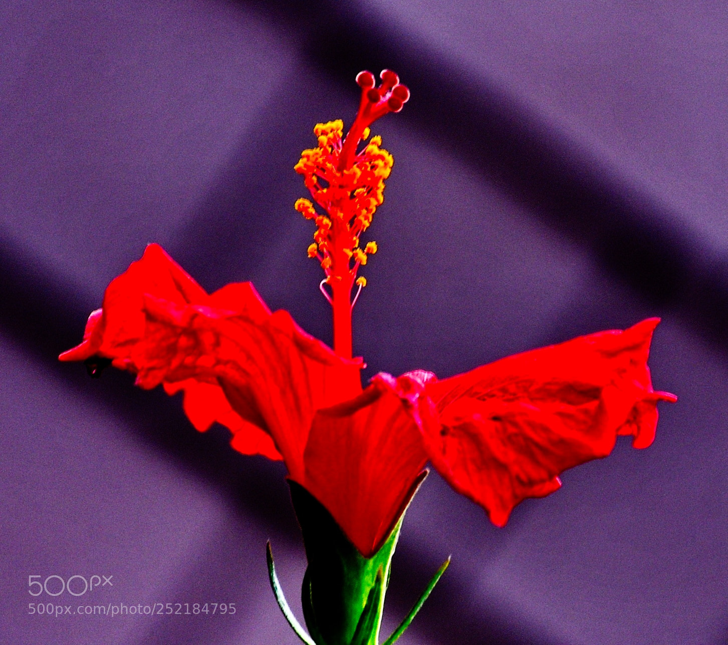 Nikon D7200 sample photo. A red hibiscus portrait photography