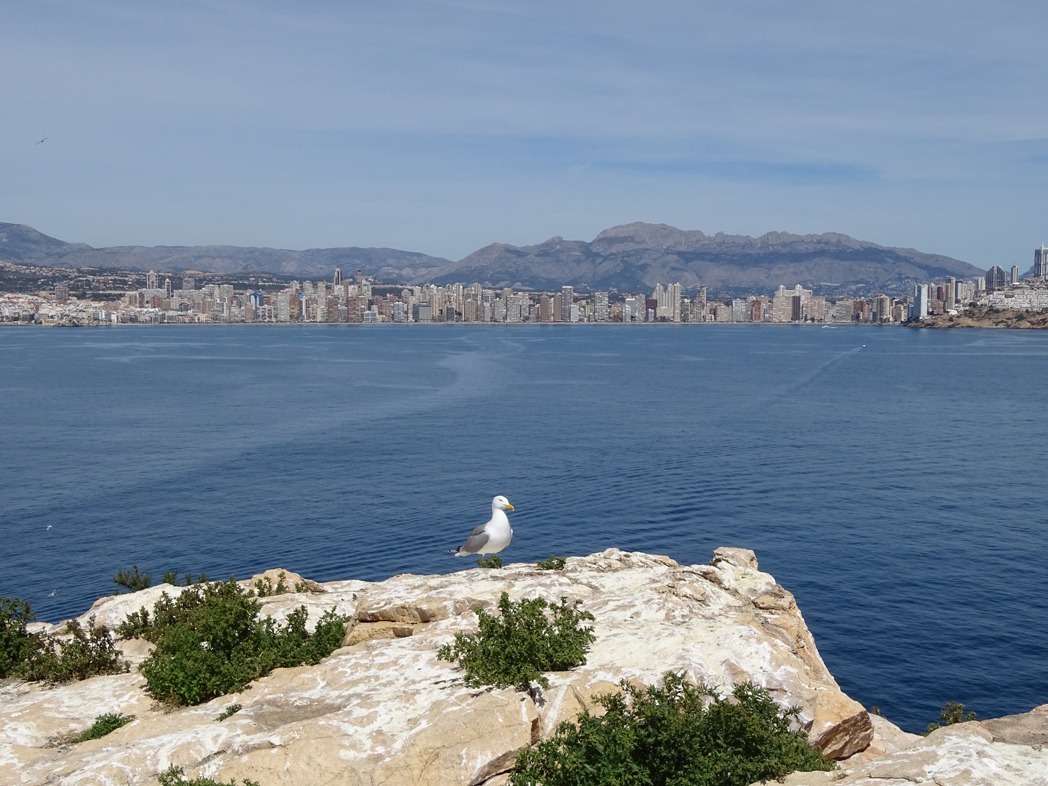 Sony Cyber-shot DSC-HX350 sample photo. Seagull in the paradise photography