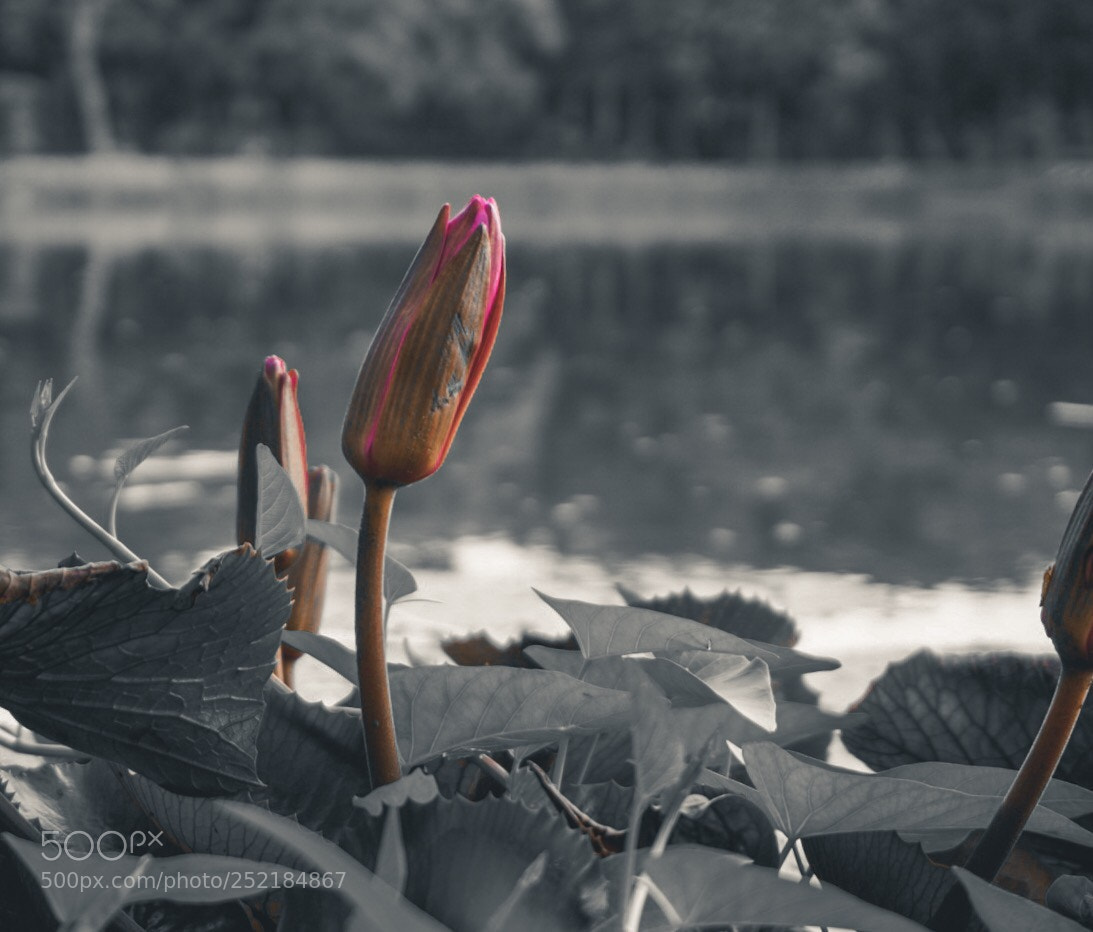 Sony a6000 sample photo. Untitled photography