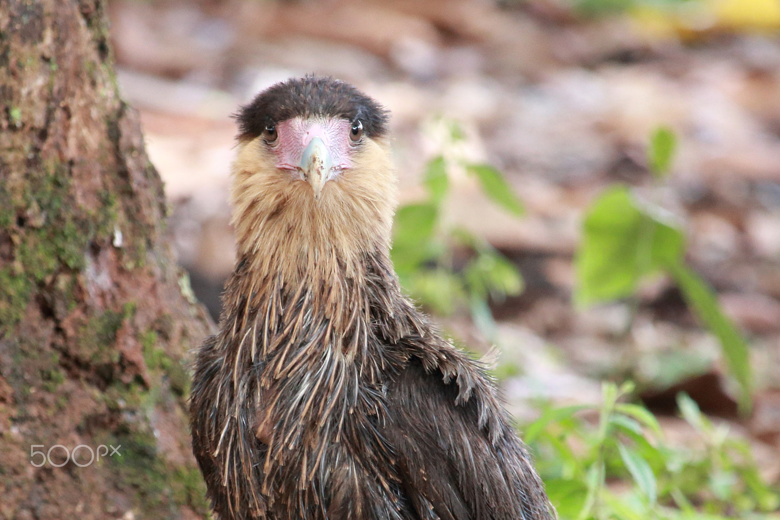 Canon EF-S 55-250mm F4-5.6 IS STM sample photo. The caracara baby photography