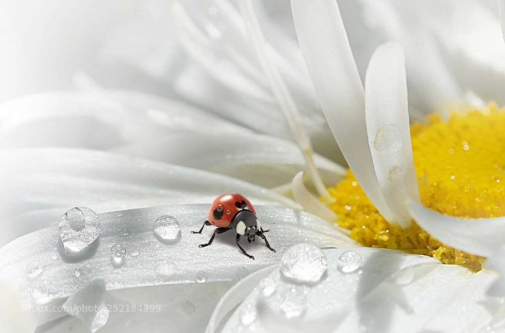 Sony a6300 sample photo. Ladybug on daisy photography