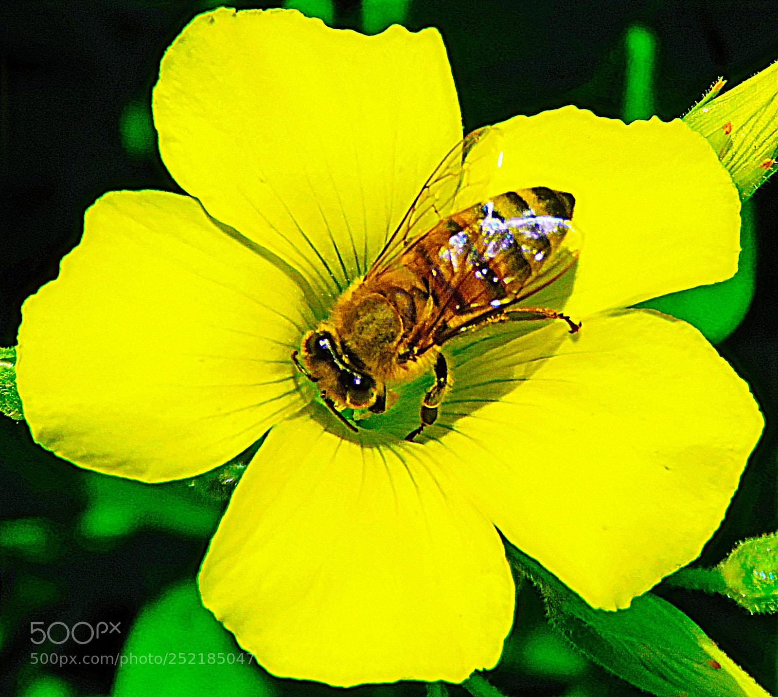 Canon PowerShot SX60 HS sample photo. Bee enjoying a yellow photography