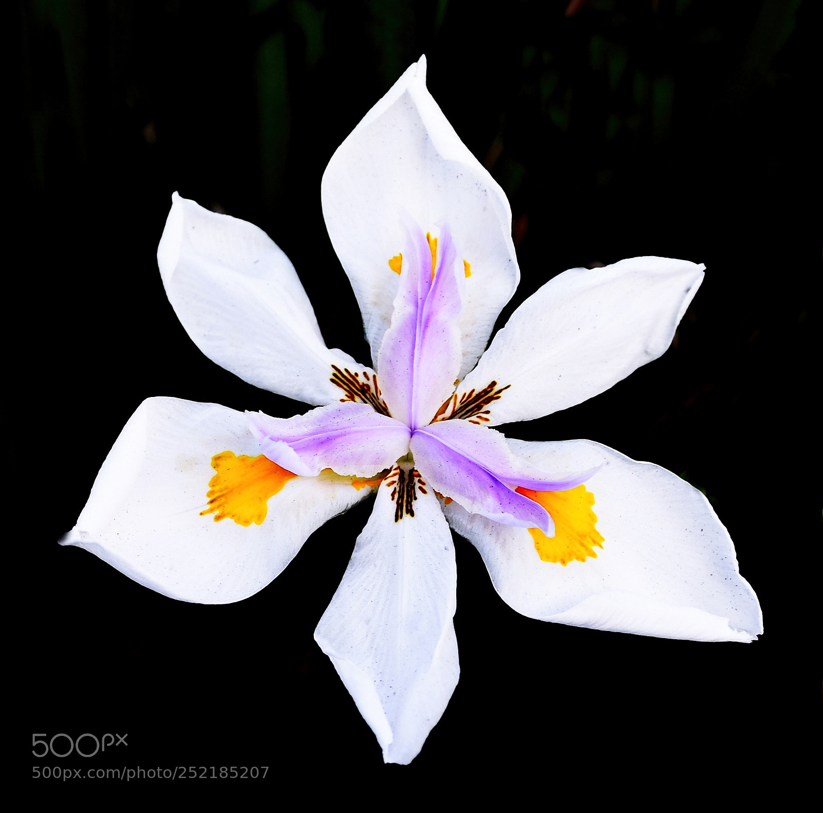 Nikon D7200 sample photo. A white iris flower photography