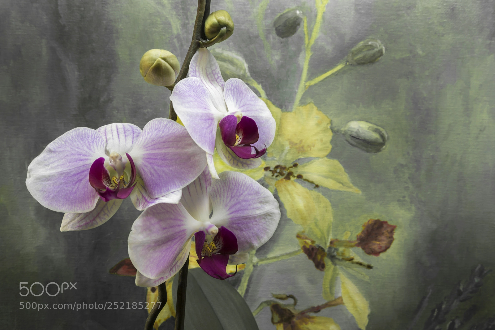 Canon EOS 6D Mark II sample photo. Orquídea rosa photography