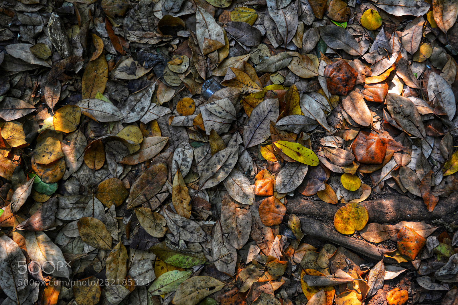 Nikon D5200 sample photo. Feuillemort photography