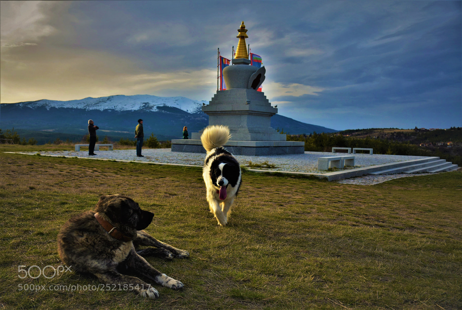 Nikon D7200 sample photo. Dogs praying the buddhist photography