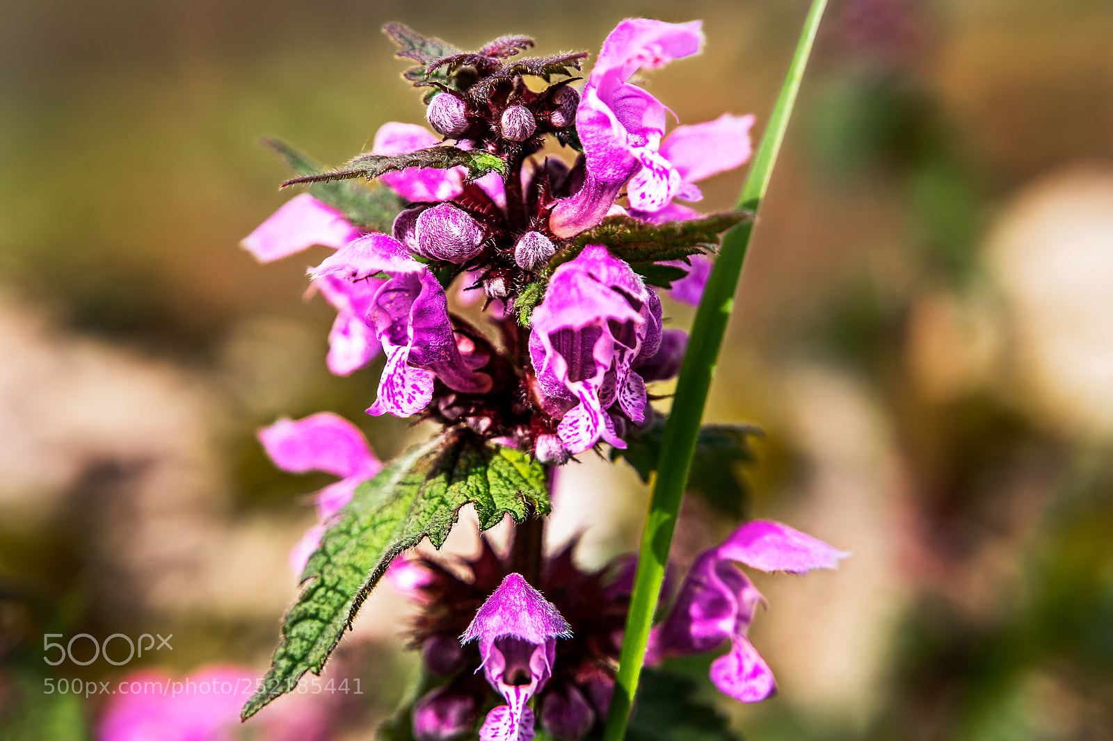 Olympus OM-D E-M5 sample photo. Nettle flower photography